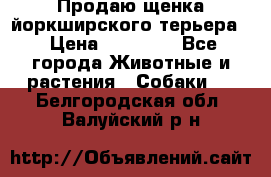 Продаю щенка йоркширского терьера  › Цена ­ 20 000 - Все города Животные и растения » Собаки   . Белгородская обл.,Валуйский р-н